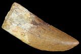 Serrated, Carcharodontosaurus Tooth - Real Dinosaur Tooth #99796-1